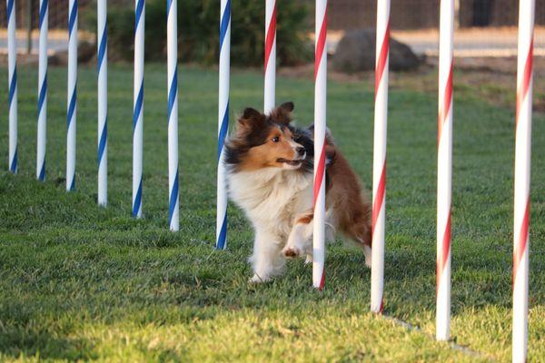 Morgan Hill Dog Sports