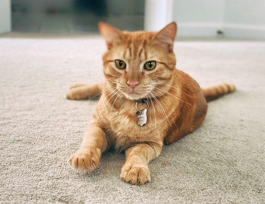 Wagging Tails Dog Walking & Pet Sitting of Williamsburg