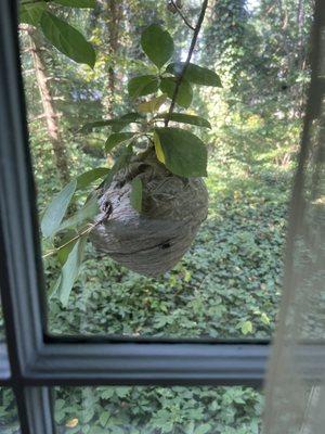 Year Round Pest Solutions