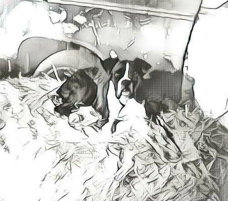 Classic Anime.woof woof.