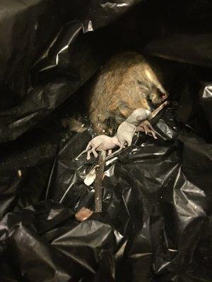 Silicon Valley Rodent Proofers