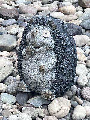 Hedgehog in the garden