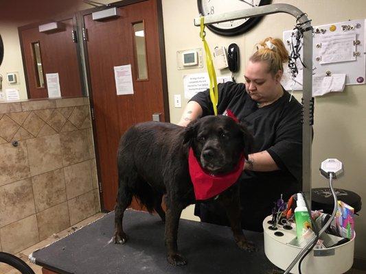 Traci is THE BEST GROOMER around ! Would highly recommend her and Willow Pet Hotel