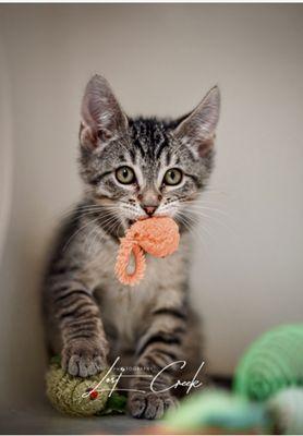 Humane Society of Northwest Montana