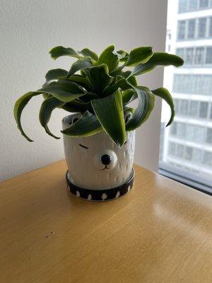 Surprise! This pot is so freakin cute. Pot + plant from The Potting Bench.