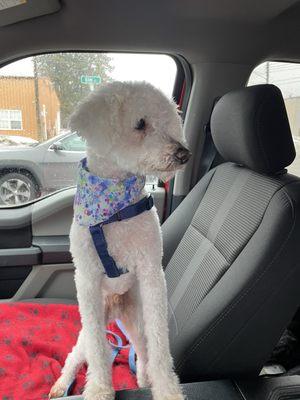 East Aurora Pet Boutique