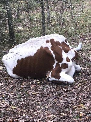 Hood's Taxidermy & Deer Processing