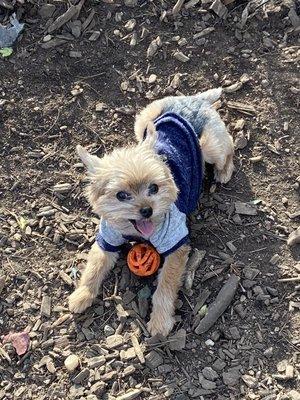 NYC Dog Walk & Cat Care