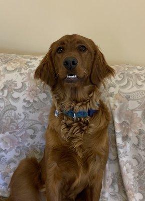 Applewood Boarding Kennels