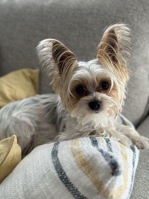 Poochouse Pet Grooming