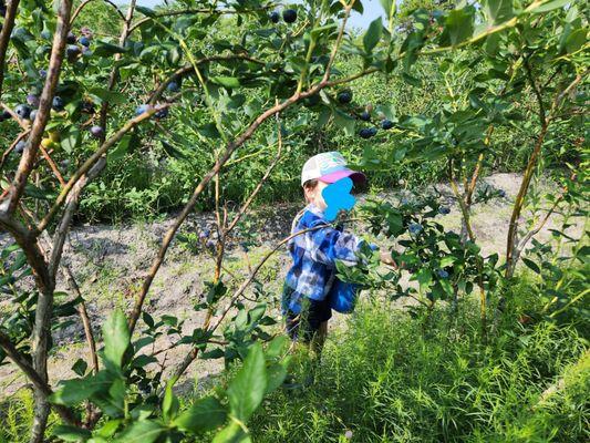 Well's Blueberry Farm