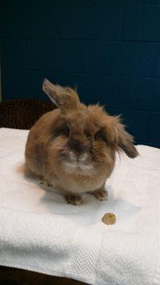 Avian & Exotic Animal Hospital