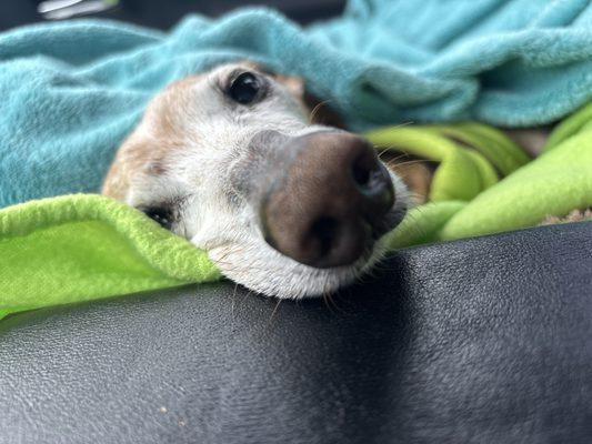 One happy and more youthful pup!