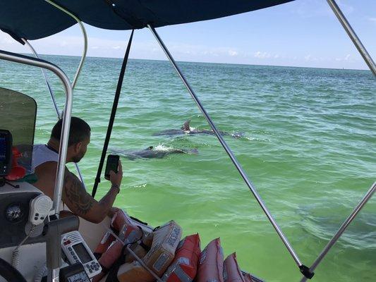 Mamma and baby dolphins in Pensacola Bay.