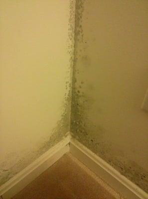 Mold! It looks worse in person! Mold in every bedroom and my walk in closet and on all window sills.