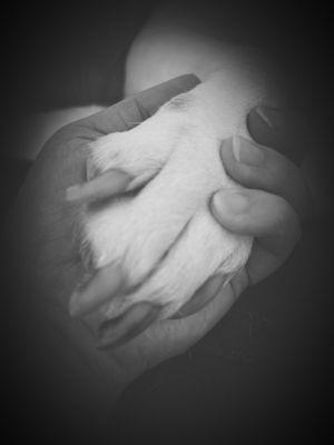 Serenity Pet Cremations & Burial