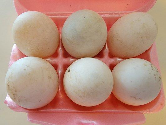 Hise Farm - The Green Marketplace