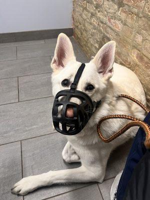 Companion Animal Hospital Wicker Park