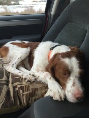 My pup after a weekend stay at Whistle Lake Pet Resort. They are wonderful!