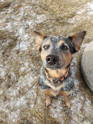 Town & Country Animal Rescue