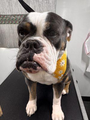 Day of the Dog Mobile Grooming