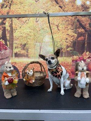 Bubble Buddies Grooming