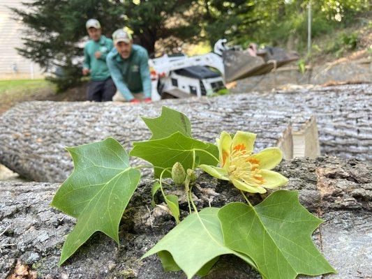 North Spring Gardening