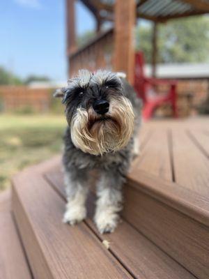 Mindy’s Walkin’ & Waggin Pet Services