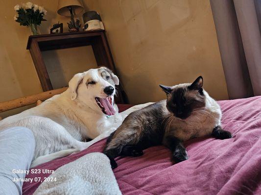 Port Veterinary Clinic