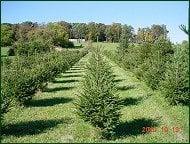 Chester County Trees