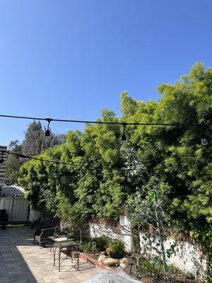 Bloom Tree Care & Landscape Services