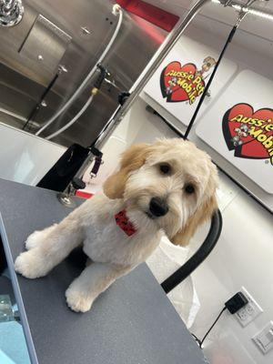 Aussie Pet Mobile of Overland Park