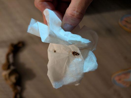 Summit Apartment Homes