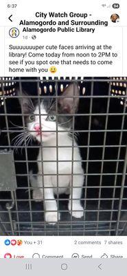 Is this kitten at kitty city, I want to adopt it. Please call me. 575-442-8688