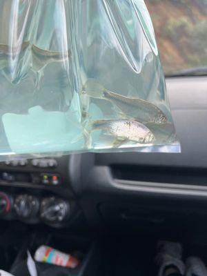 Shasta Lake Bait & Tackle