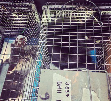 Some of our feral kitties after recovering from surgery.