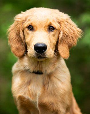 Golden Retreiver Puppy