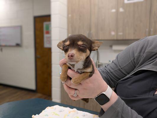 County Line Animal Hospital
