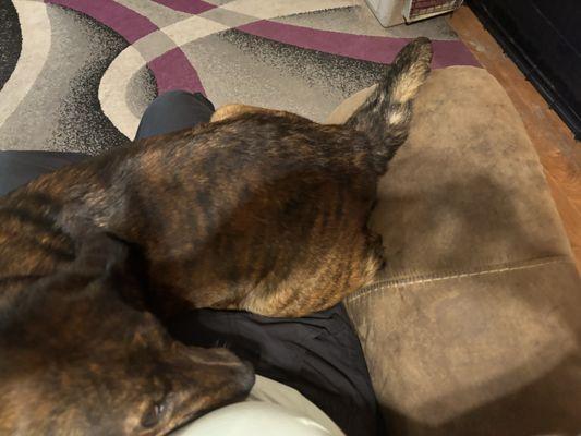 Dogy Days Pet Sitting