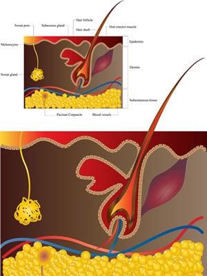 Growth of hair follicle