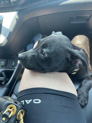 Cleo - current puppy available for adoption