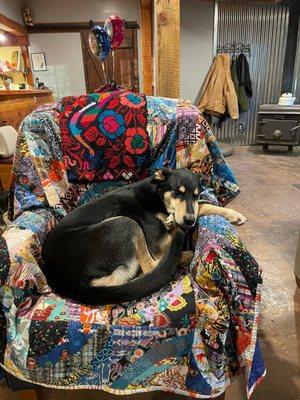 All About the Animals