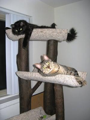 Here's Noodles and Radar enjoying their tree.