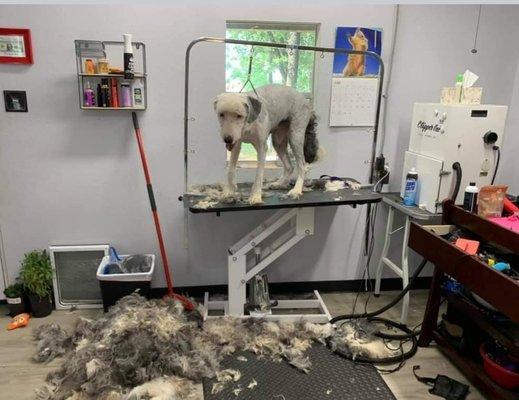 Kaley May's Dog Grooming