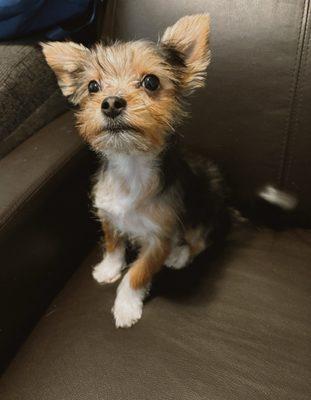 Mochi with his new haircut