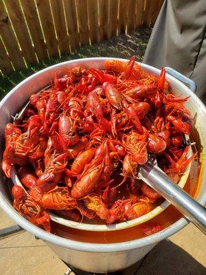 Cooked Crawfish