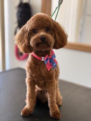 Noah’s Ark Pet Spa