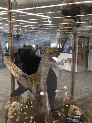Ravn Alaska