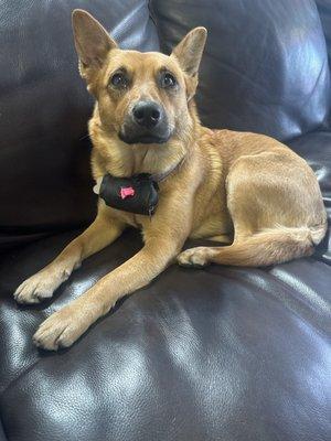 Scooby is a very good girl and even carries her own poop bags!