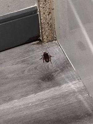 Cockroach